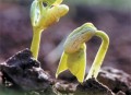 Giá trị sống
